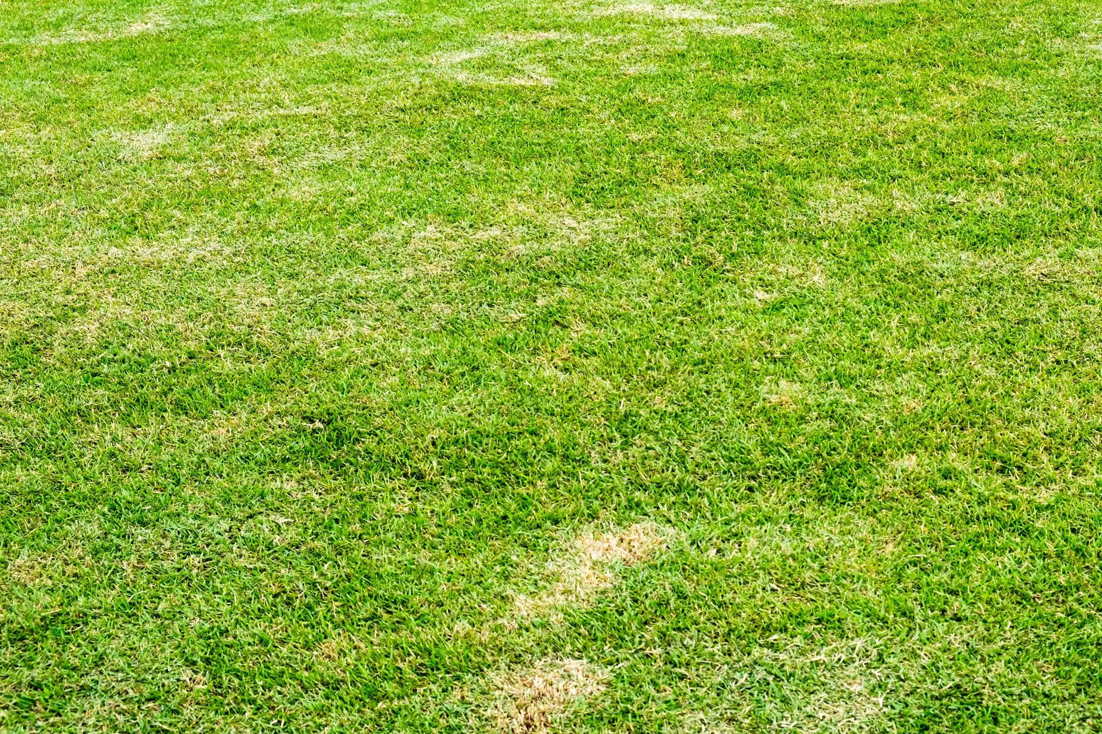 Natürliche Schädlingsbekämpfung