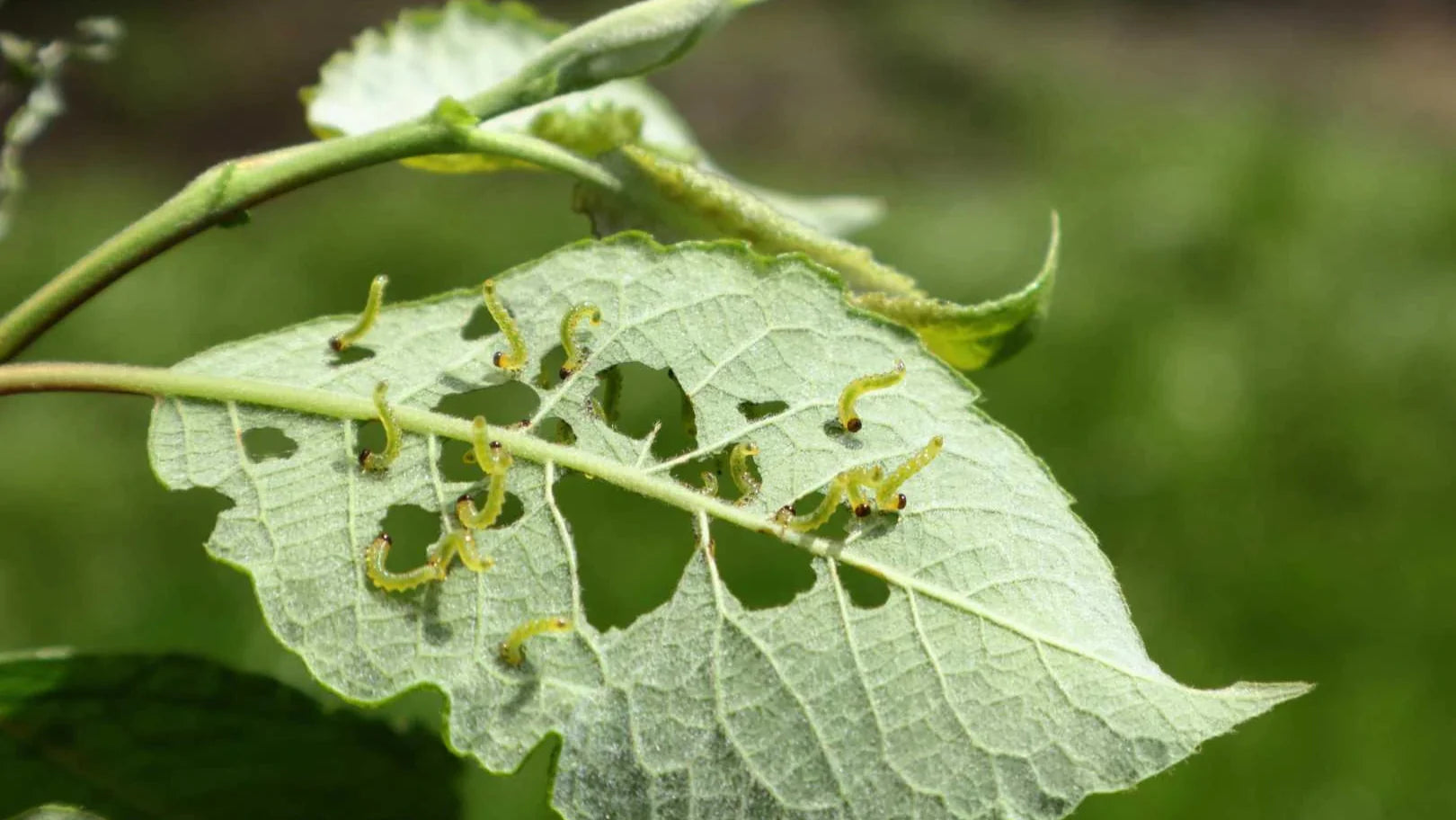 natürliche Schädlingsbekämpfung
