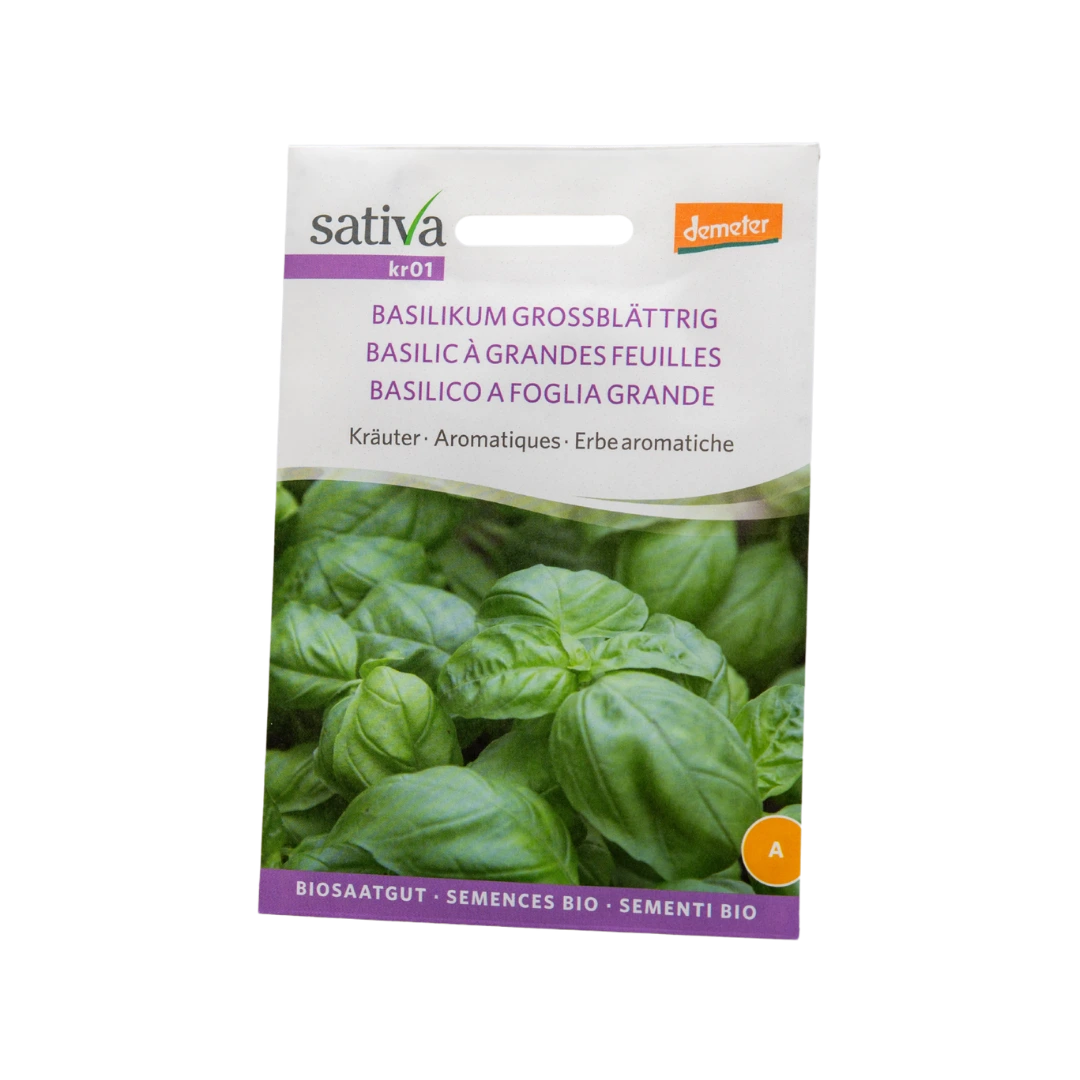 Kräuter Basilikum grossblättrig