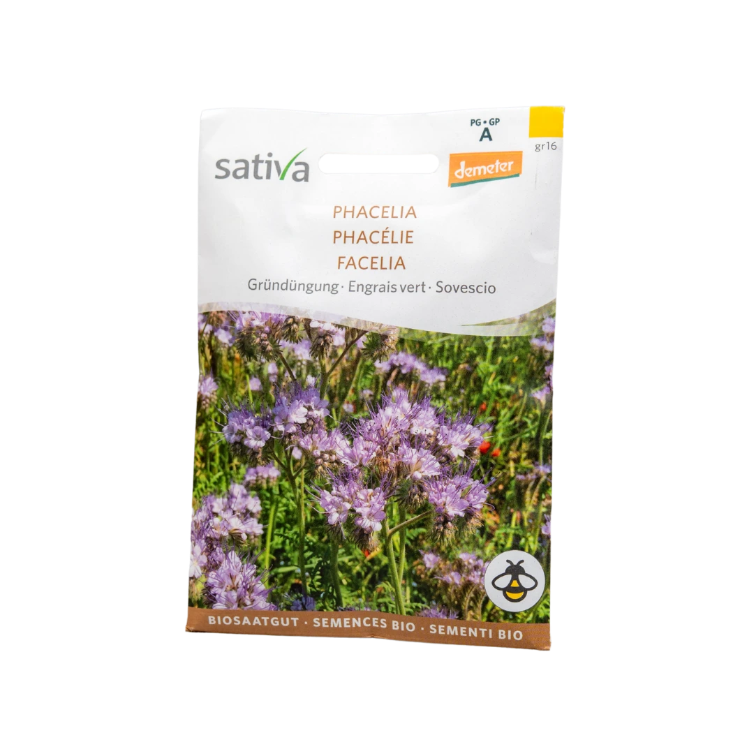 Gründüngung Phacelia
