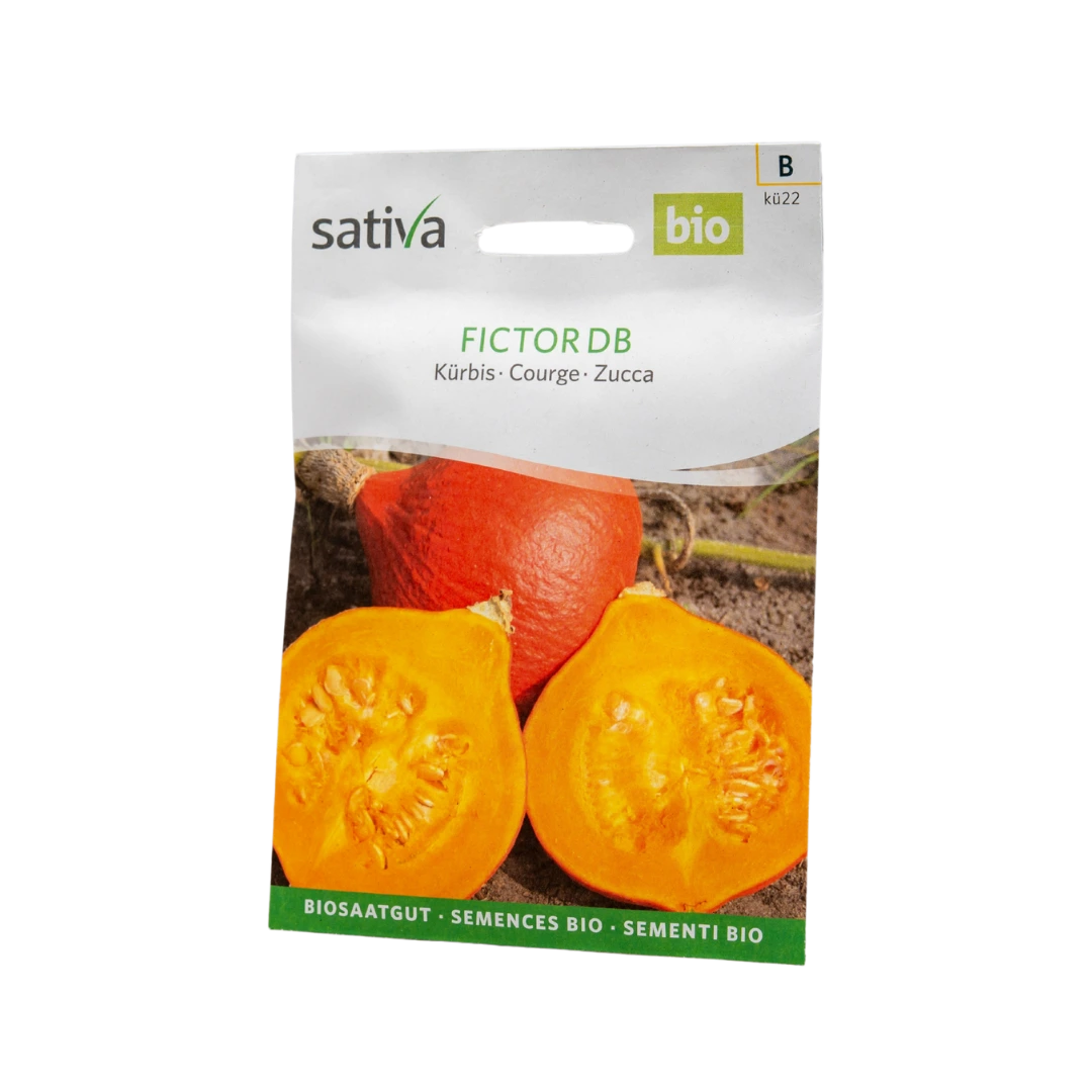 Kürbis Fictor DB