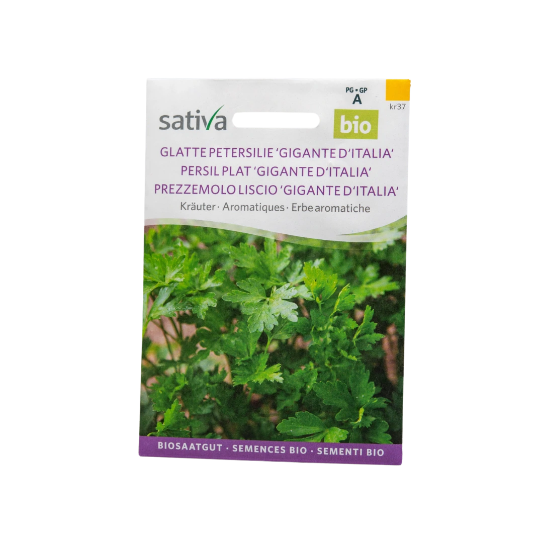 Kräuter glatte Petersilie "Gigante d'Italia"