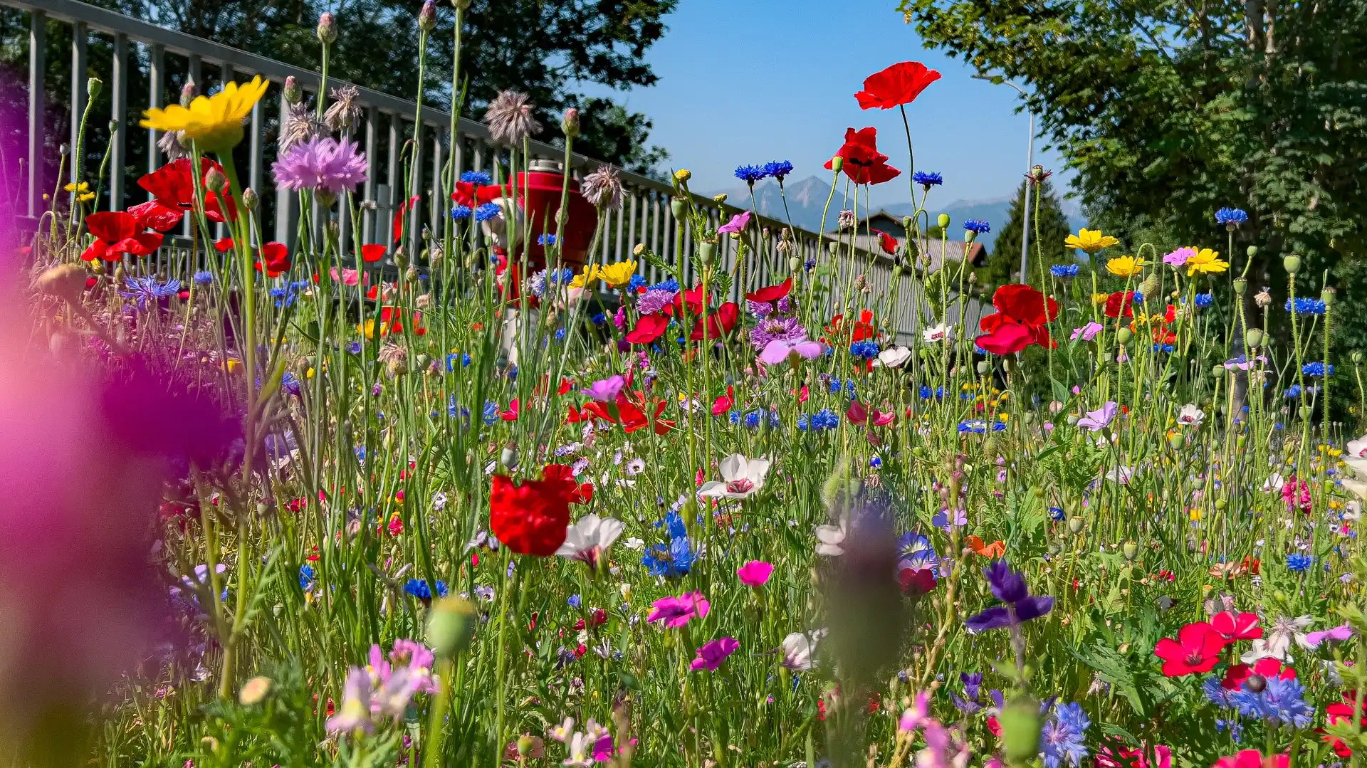 Blumenwiese