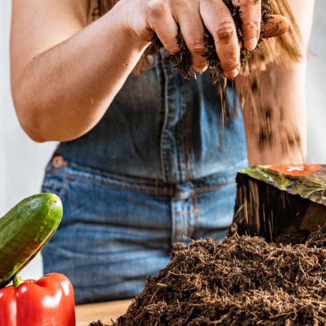 Bio Hochbeeterde beim pflanzen von Gurken und Paprika.