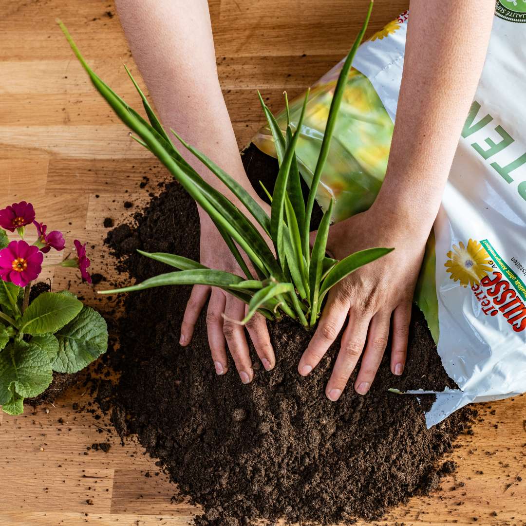 Hände beim setzen von Zierpflanzen mit Gartenerde von Terre Suisse.