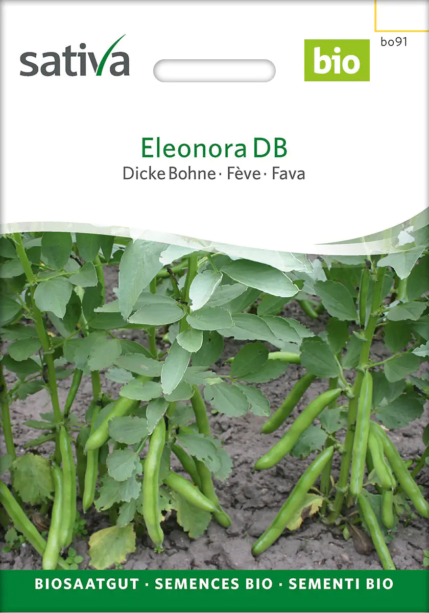 Dicke Bohne Eleonora DB