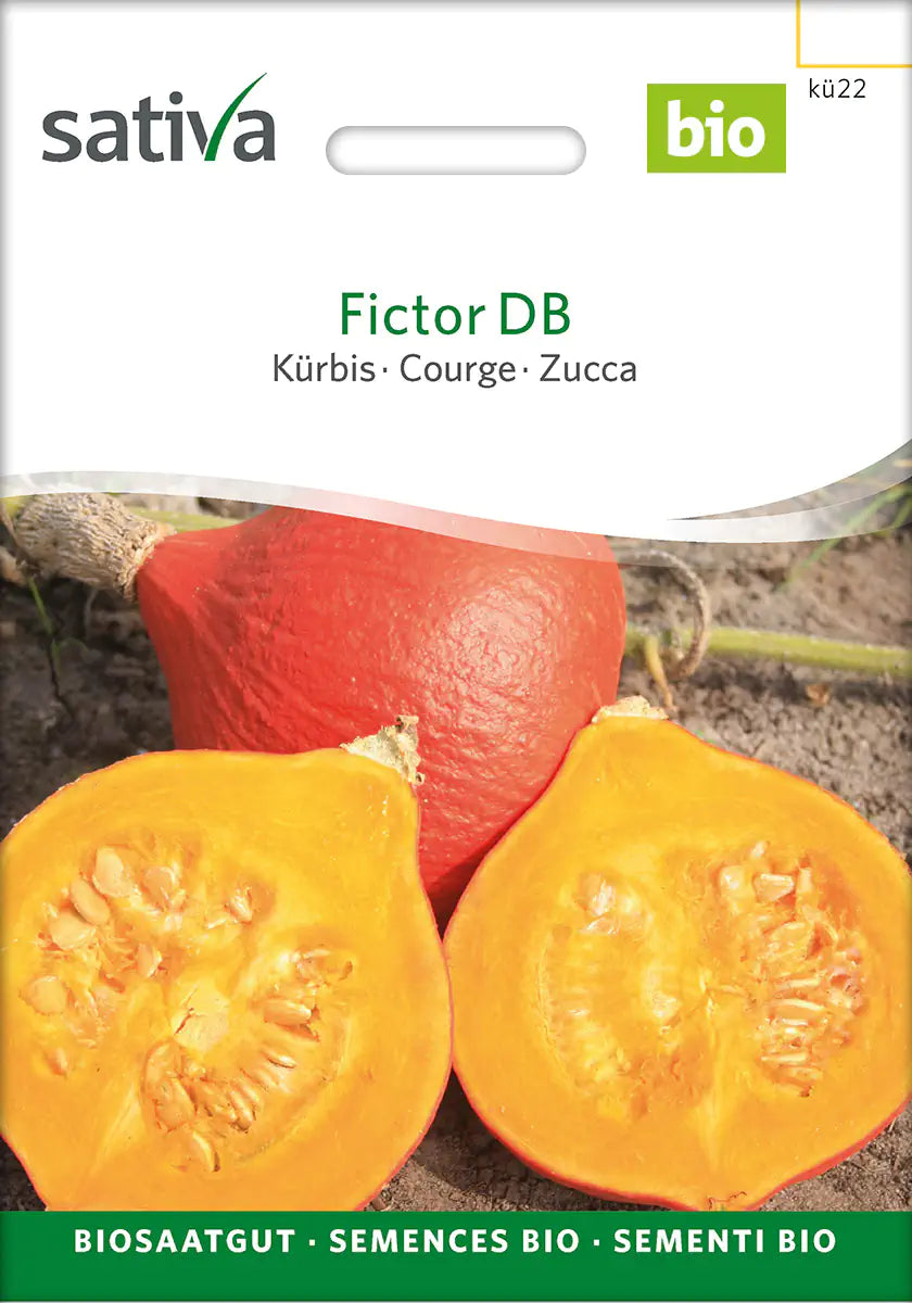 Kürbis Fictor DB